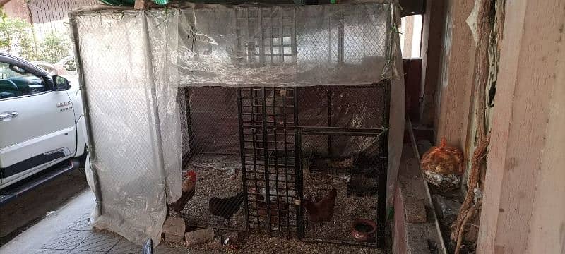hens cage 2