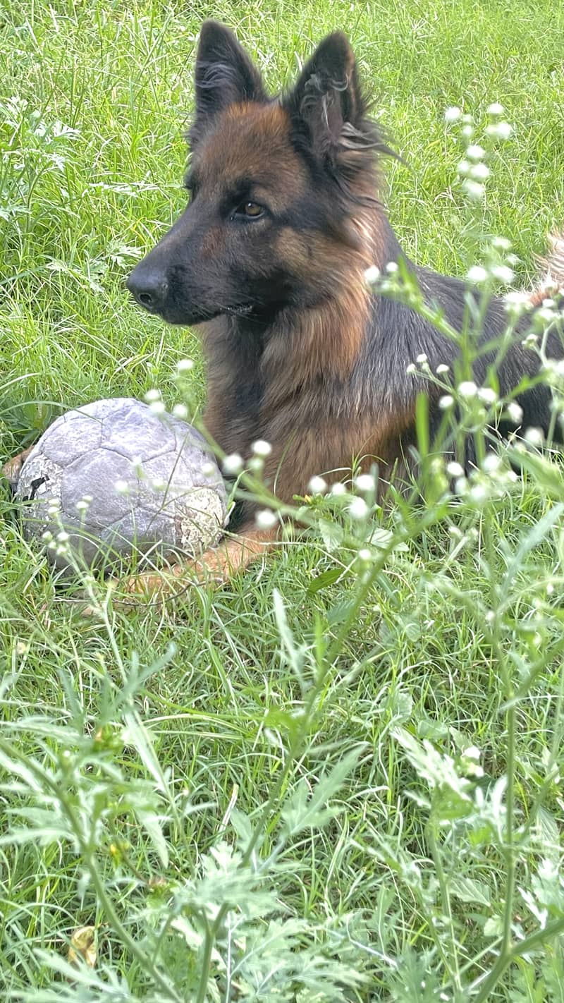 German Shepher Female 0