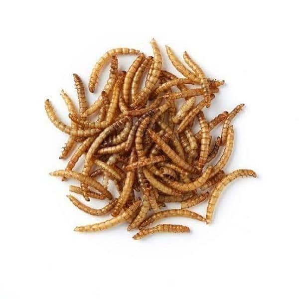 Mealworm Dry larva / live also available 3