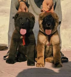Kurdish Kangal security dog pair 2 month for sale