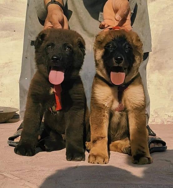 Kurdish Kangal security dog pair 2 month for sale 0