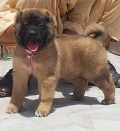 Kurdish Kangal security dog male 2 months for sale 0