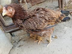 Aseel breeder hen for sale