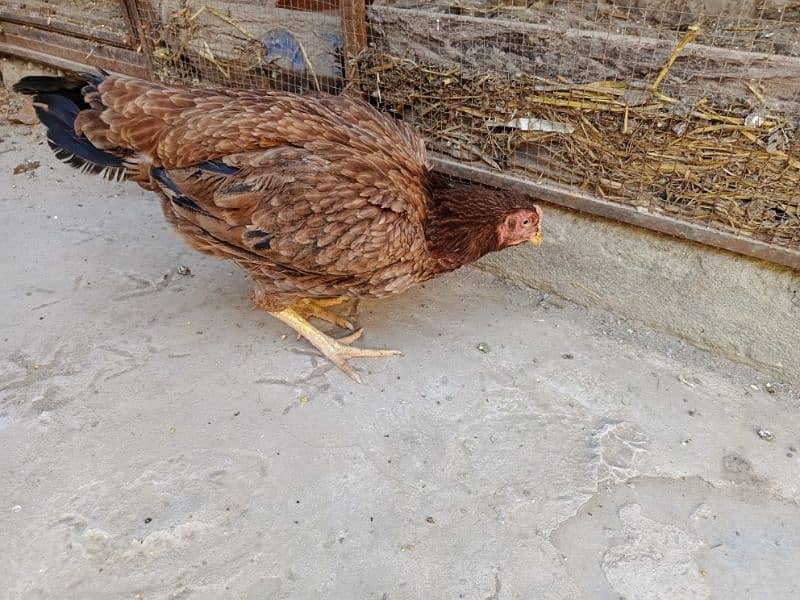 Aseel breeder hen for sale 1