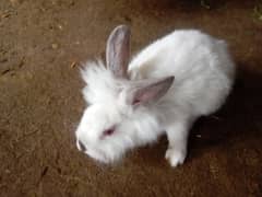 loinhead rabbit