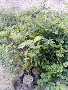 Rose plants for sell 0