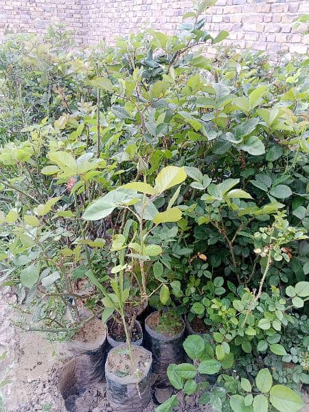 Rose plants for sell 0