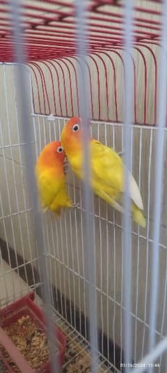 breeder pair with 5eggs cage & 1 chick 5months hand Tempe