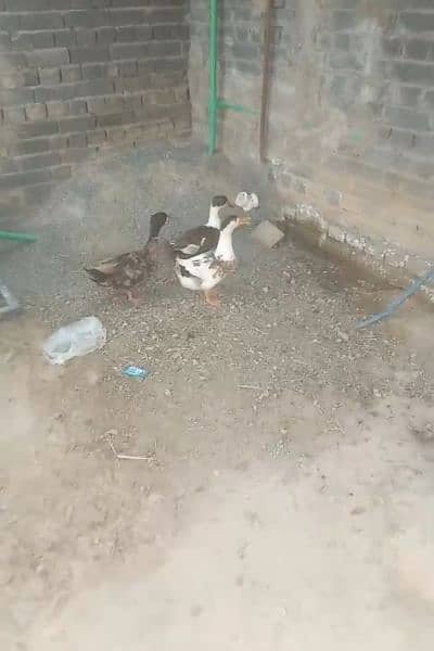 Ducks 3