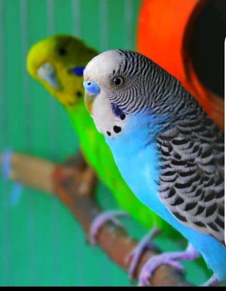 Australian parrots 0