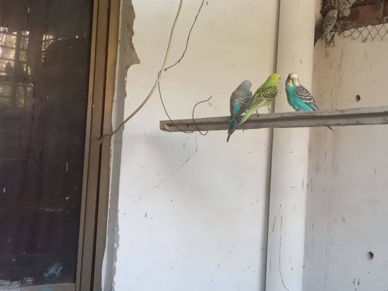 Australian parrots 2