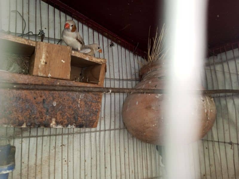 mix mutation finches for sale 7