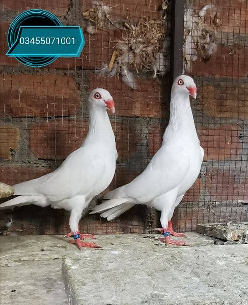 Different types of imported bloodline fancy Pigeon 0