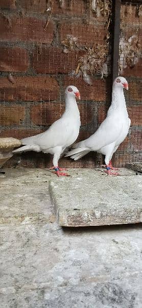 Different types of imported bloodline fancy Pigeon 1