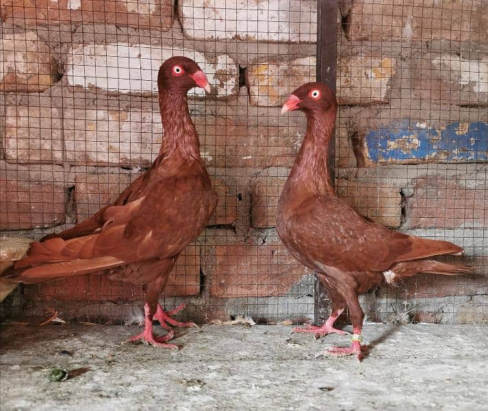 Different types of imported bloodline fancy Pigeon 2