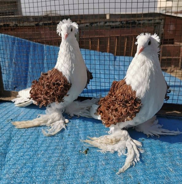 Different types of imported bloodline fancy Pigeon 3