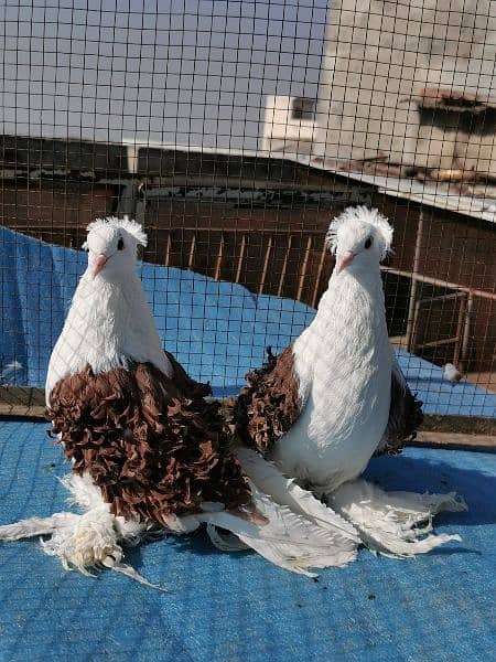 Different types of imported bloodline fancy Pigeon 4