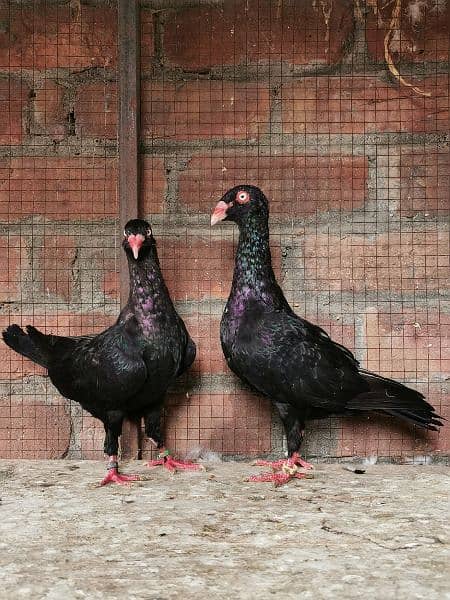 Different types of imported bloodline fancy Pigeon 5