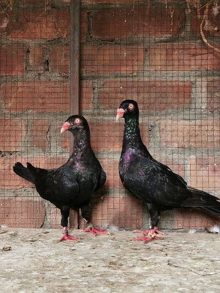 Different types of imported bloodline fancy Pigeon 6
