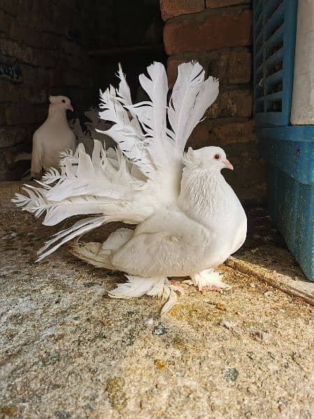 Different types of imported bloodline fancy Pigeon 7