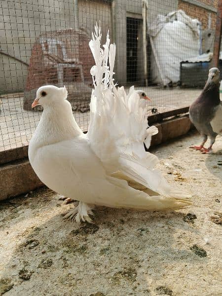 Different types of imported bloodline fancy Pigeon 8