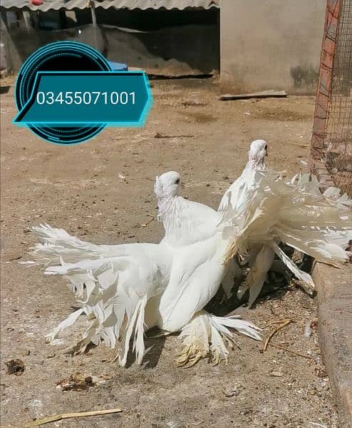 Different types of imported bloodline fancy Pigeon 9