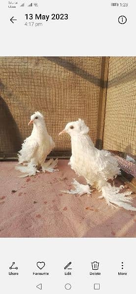 Different types of imported bloodline fancy Pigeon 10