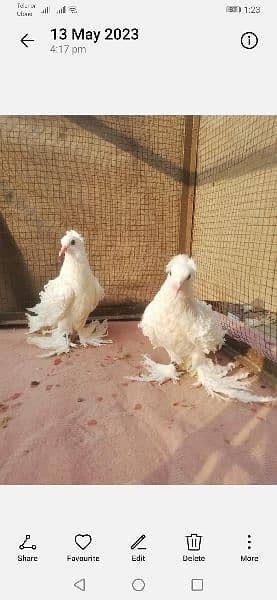 Different types of imported bloodline fancy Pigeon 11