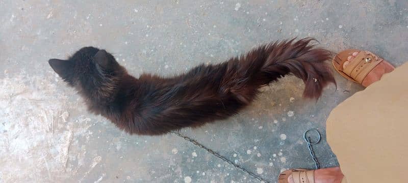Male cat for Sale 3