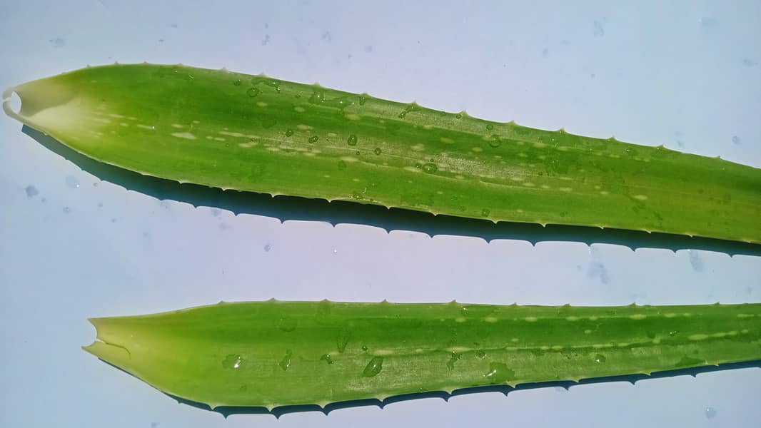 Aloe Vera Leaf 1