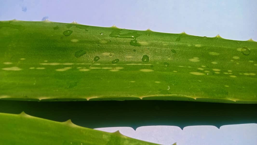 Aloe Vera Leaf 5