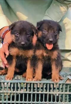 German shepherd pair for sale