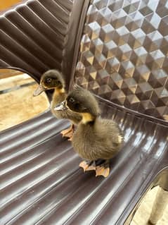 Ducks for sale pair very active and big size