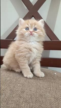 persian triple coat male and female kitten available for sale