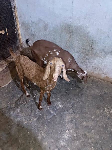3 pairs of goat 1
