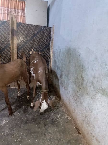 3 pairs of goat 6