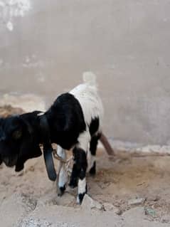Male Bakra 4 month