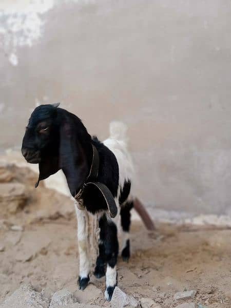 Male Bakra 4 month 2