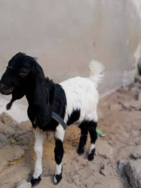 Male Bakra 4 month 4