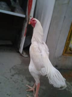 white shamo chicks for sale age 1 month or 2 month or