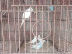 budgies available