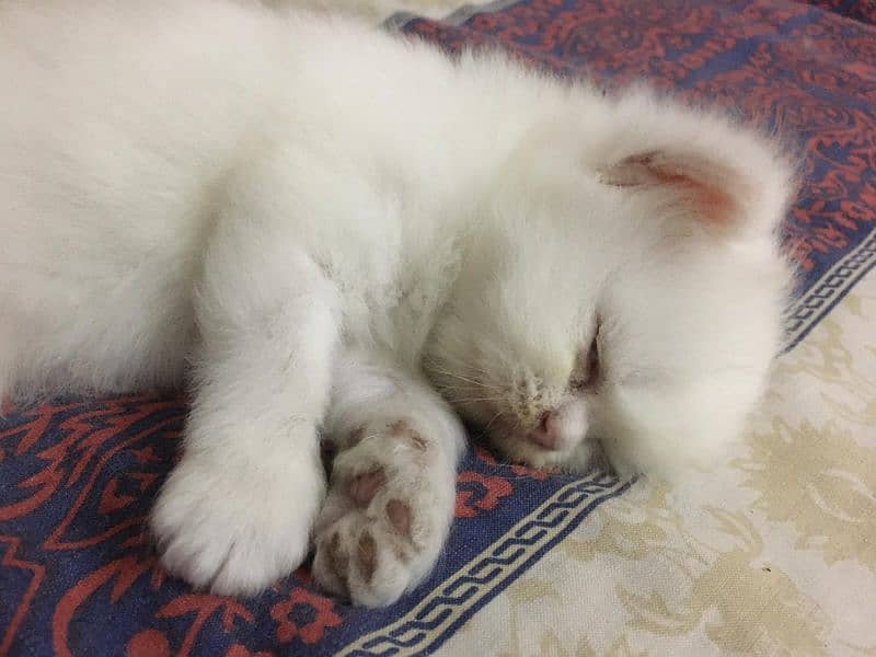 Persian Kittens 2