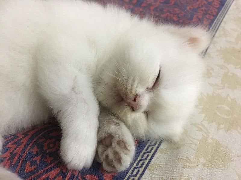 Persian Kittens 6
