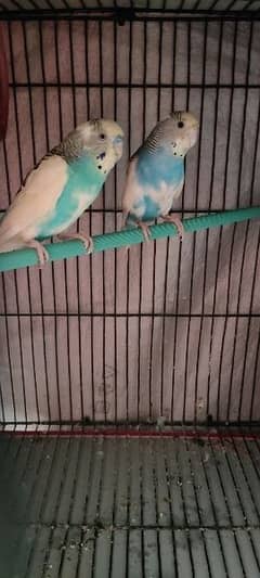 2 Breeder Pairs, 1 Young Pair, 1 Finch + 2 section big Cage