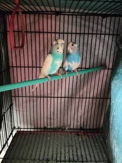 Cage + 1 Budgies Pair + 2 Budgies + 1 Red Eyes Budgie + 1 Finch