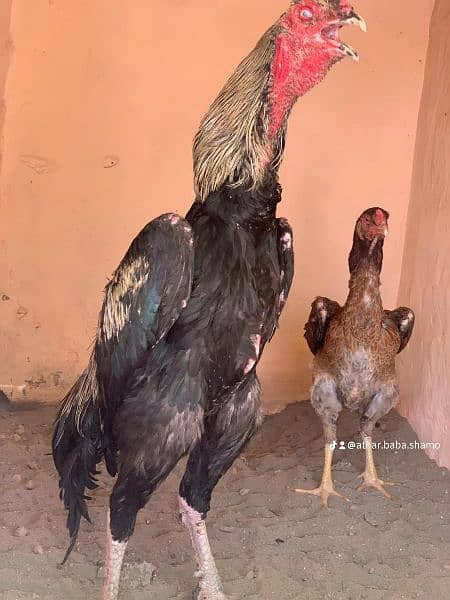 white shamo chicks for sale age 1 month or 2 month or 4
