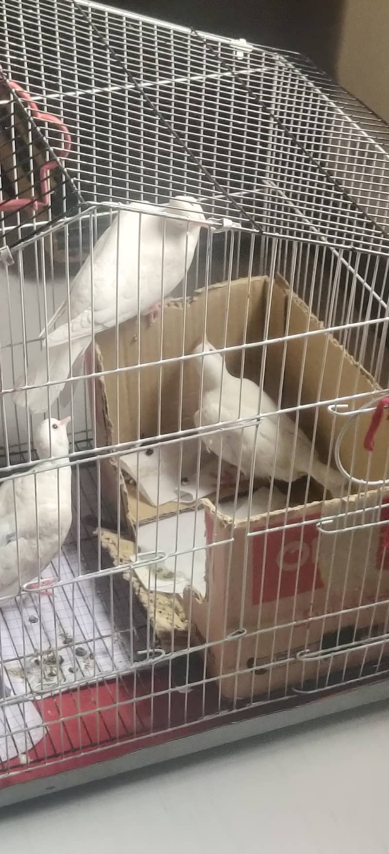 BARABARI DOVES FOR SALE ONE PAIR and one female 1