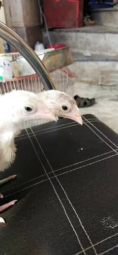 aseel Heera chicks available active healthy