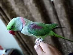 Alexander Raw Parrot for sale 0