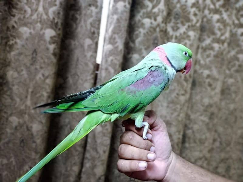Alexander Raw Parrot for sale 2